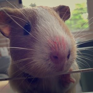 Meet your Posher, Anna